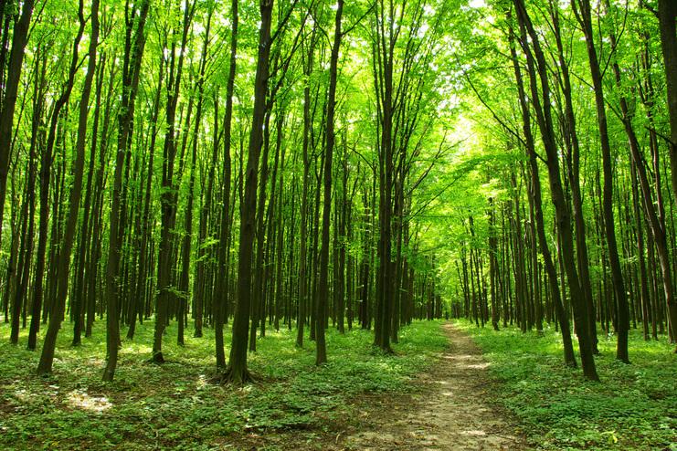Lichte Waldlandschaft mit dichten, grünen Bäumen und einem schmalen Fußweg im Vordergrund.